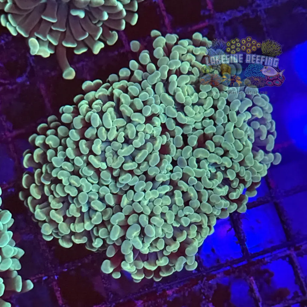 Mint Green Hammer Coral R1C2
