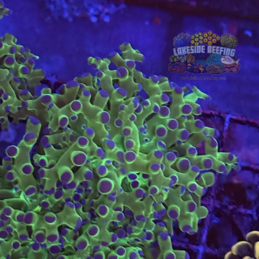 Toxic Green and Blue Tipped Frogspawn Coral R1C8