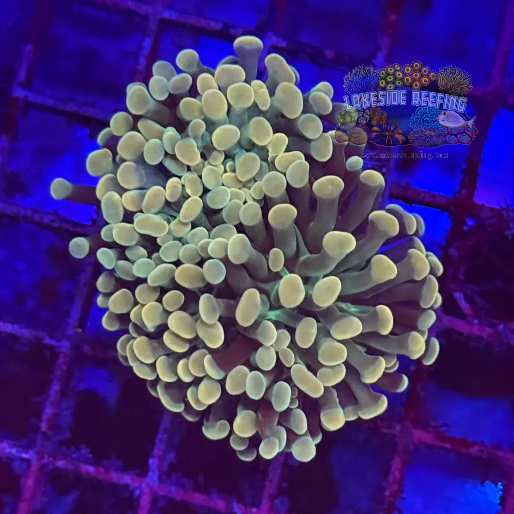 Branching Gold Hammer Coral R2A3