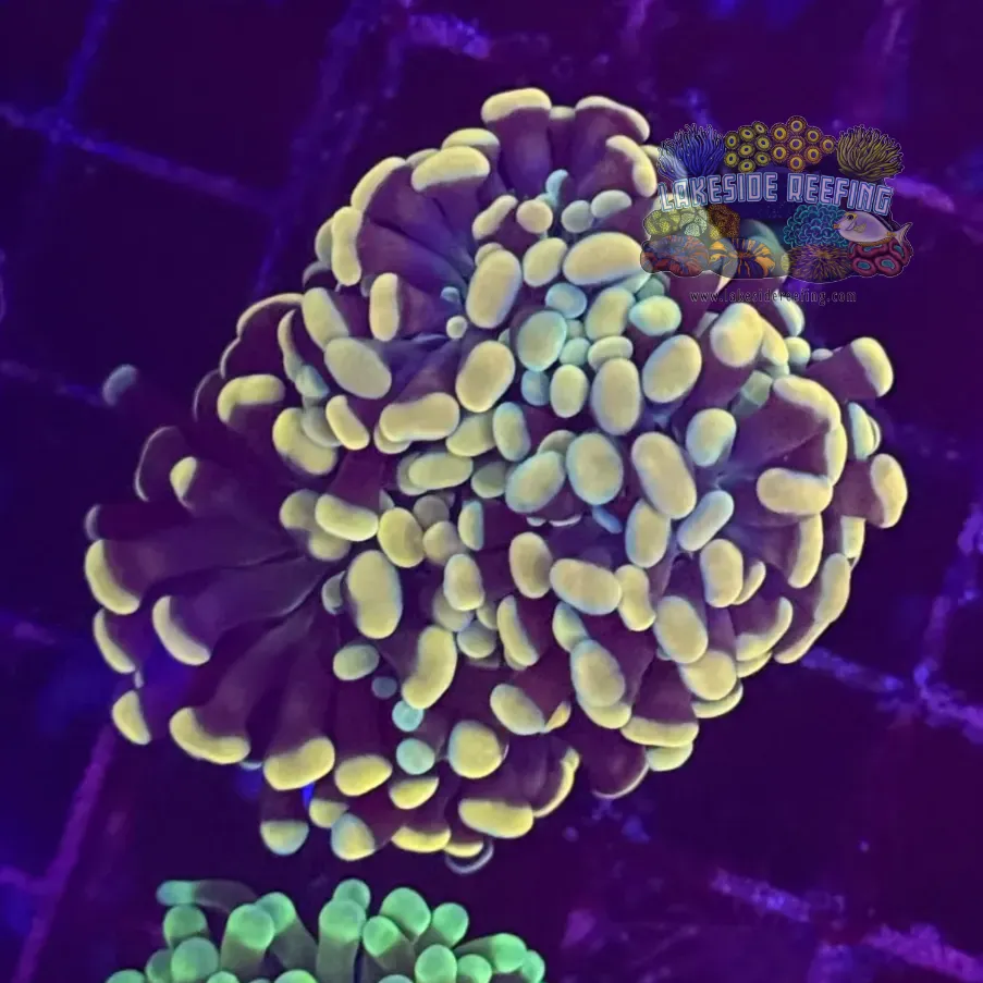 Branching Gold Hammer Coral R2A5