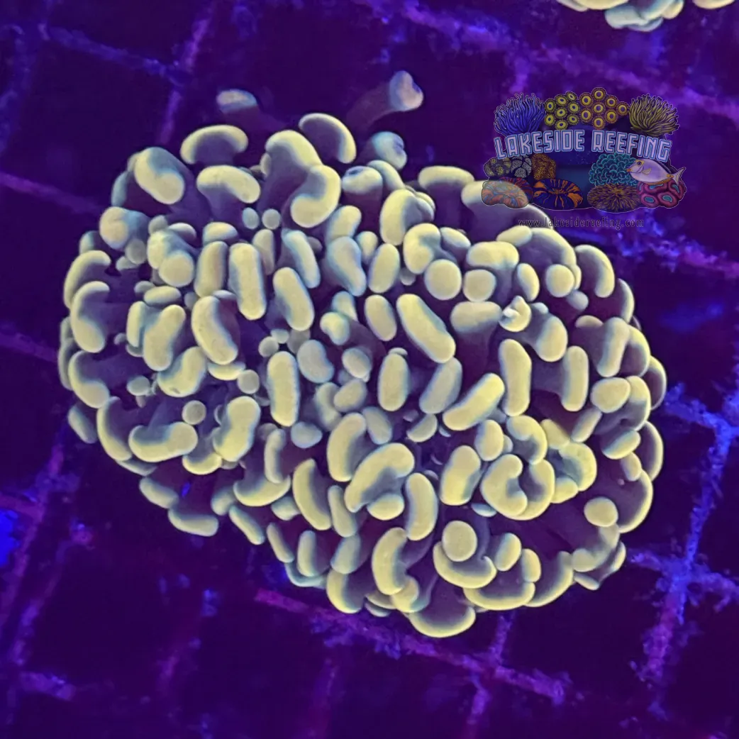 Branching Gold Hammer Coral R2A6