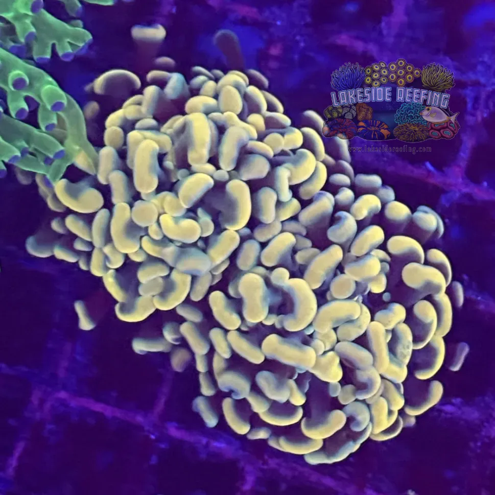 Branching Gold Hammer Coral R2A7