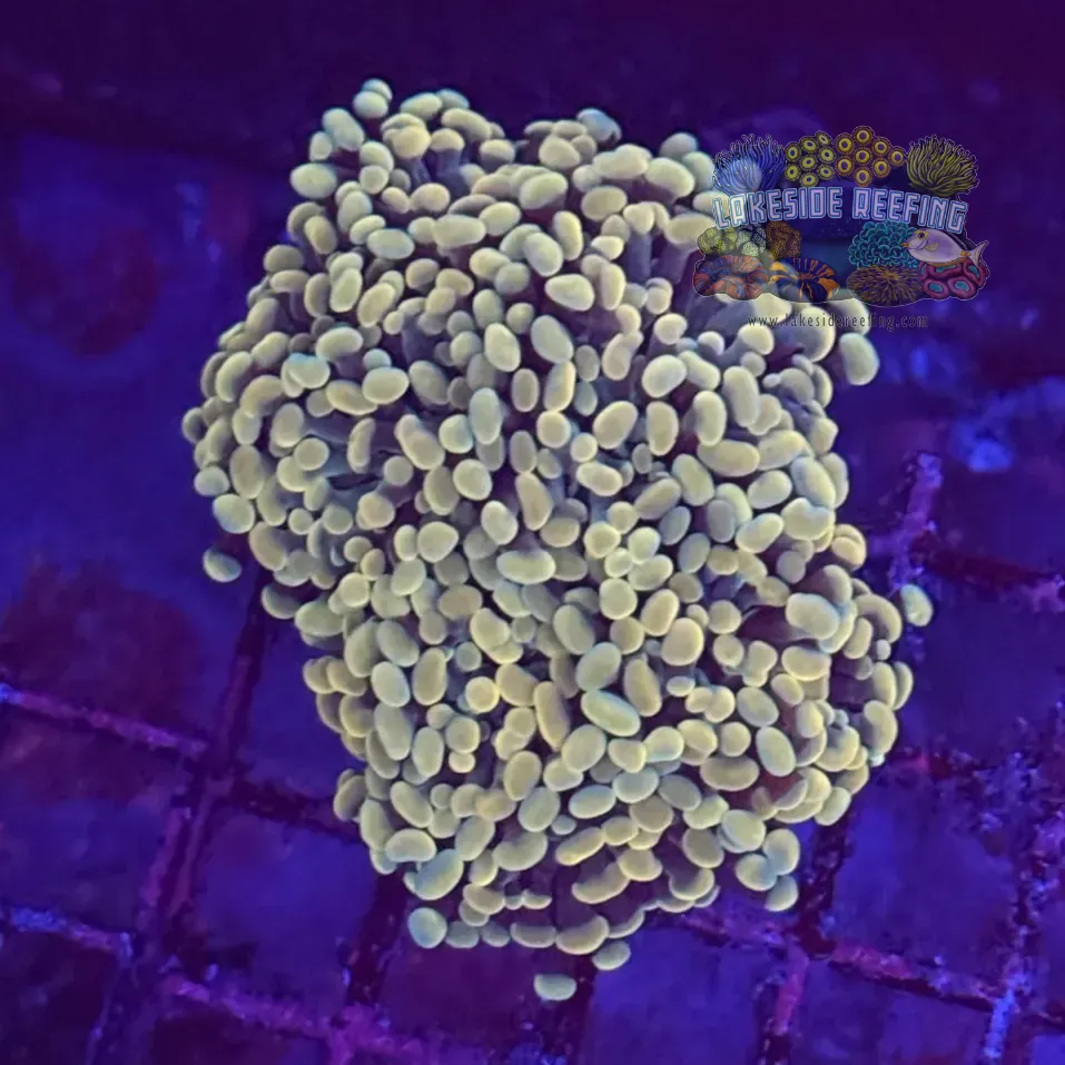 Branching Gold Hammer Coral R2A9