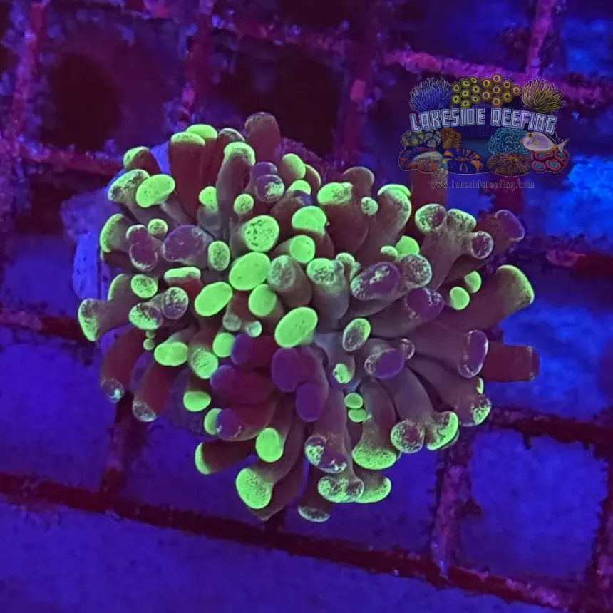 Branching Toxic Splatter Hammer Coral R2B1