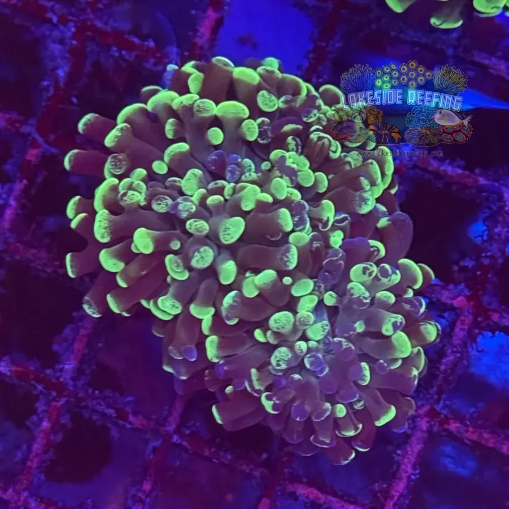 Branching Toxic Splatter Hammer Coral R2B2