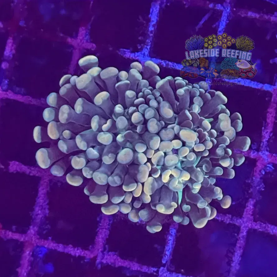 Branching Gold Hammer Coral R2B5