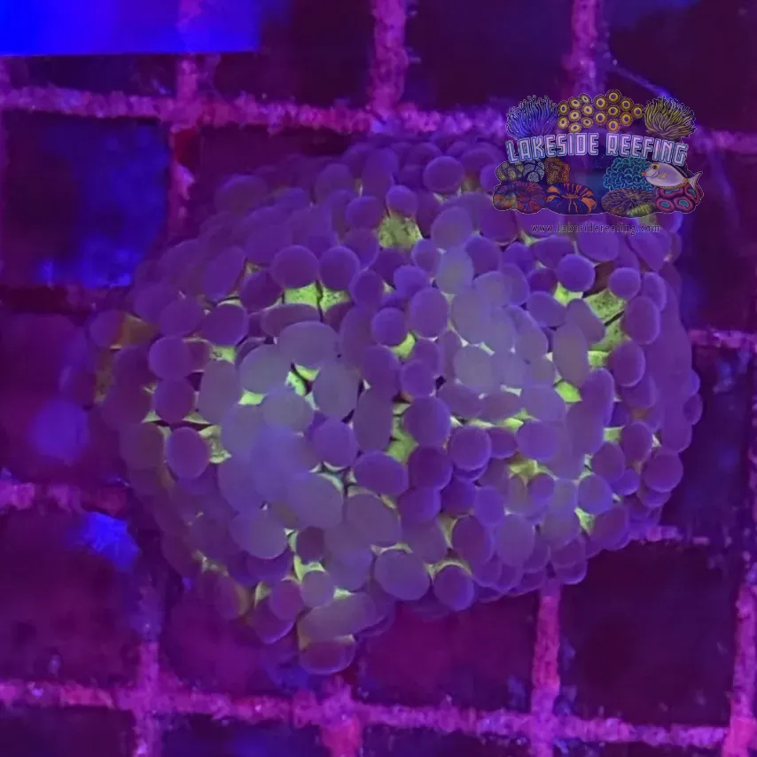 Branching Bi Color Electro Metallic Hammer Coral R2C5