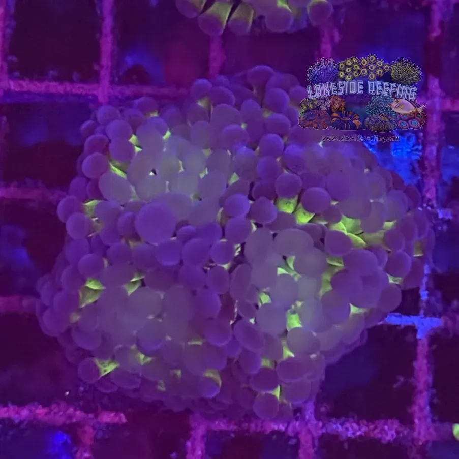 Branching Bi Color Electro Metallic Hammer Coral R2C6