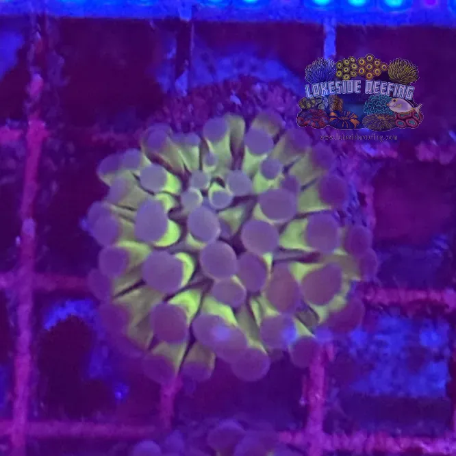 Branching Bi Color Electro Metallic Hammer Coral R2C7