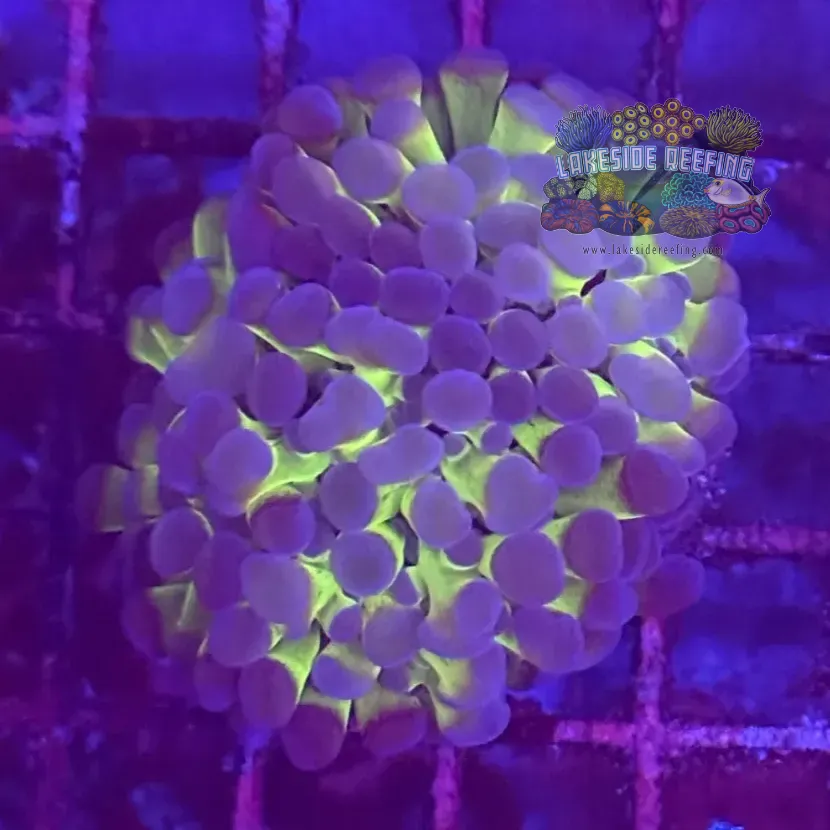 Branching Bi Color Electro Metallic Hammer Coral R2C8