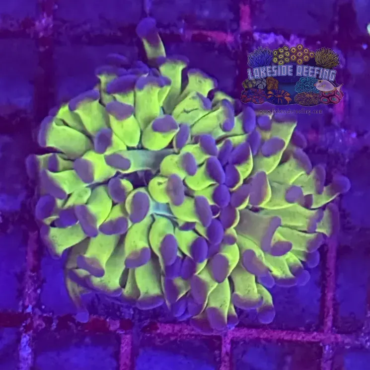 Branching Bi Color Electro Hammer Coral R2C9