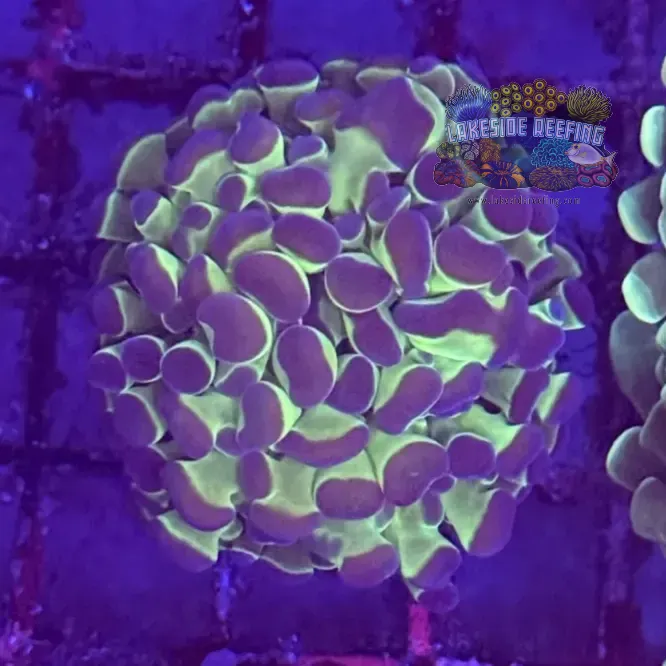 Branching Bi Color Electro Hammer Coral R2C10