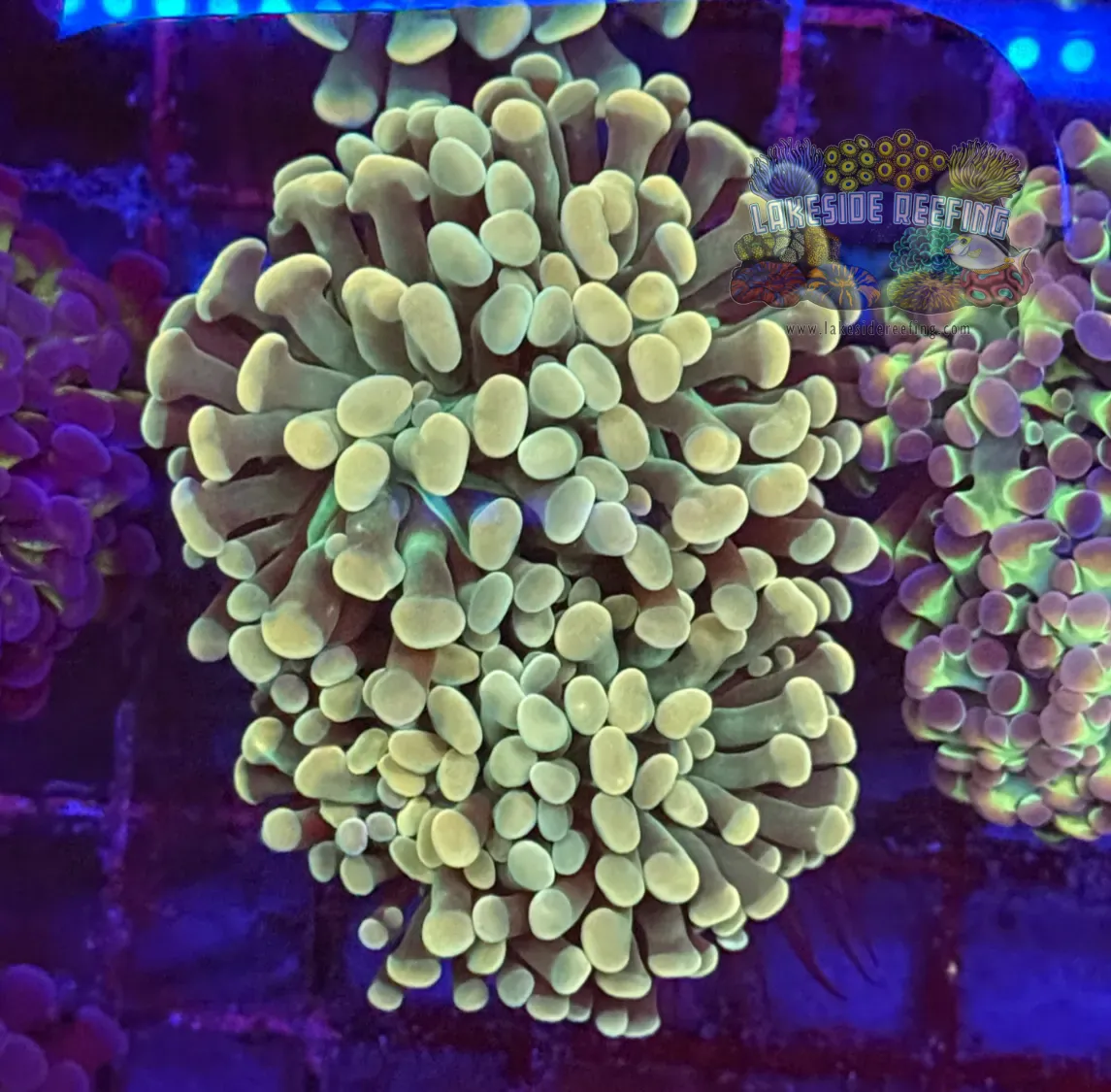 Branching Gold Hammer Coral R2D2
