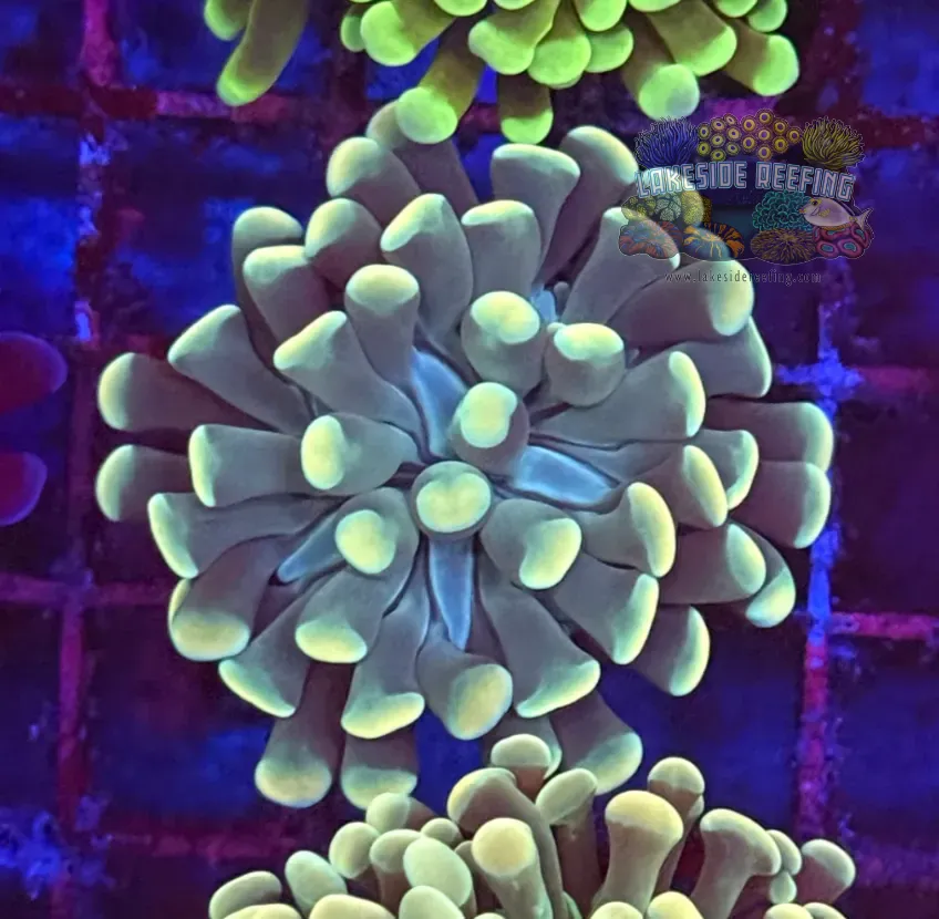 Branching Green Gold Hammer Coral R2D3