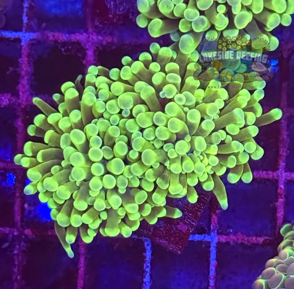 Branching Bright Green Gold Hammer Coral R2D6