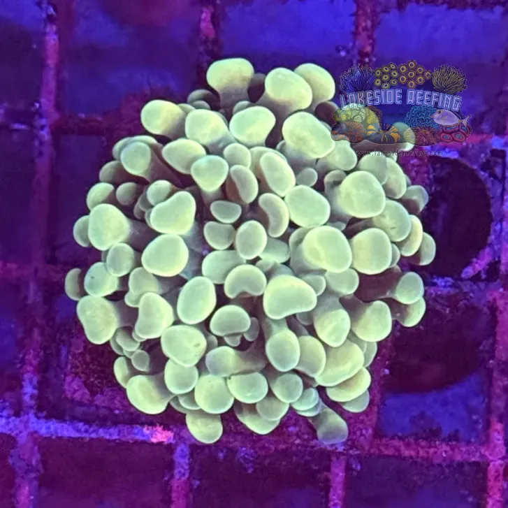 Branching Master Gold Hammer Coral R2D9