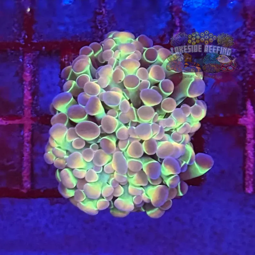 Ultra Hologram Hammer Coral R2E1
