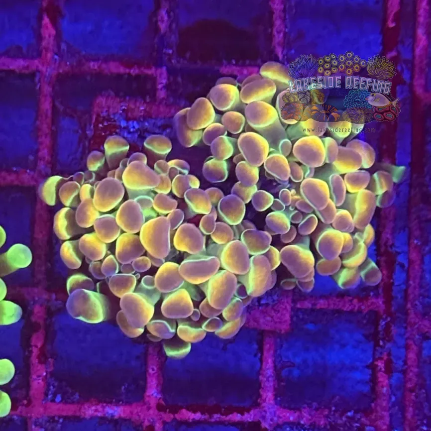 Ultra Hologram Hammer Coral R2E4