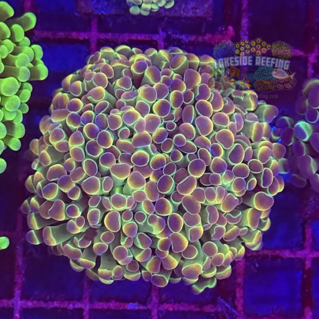 Ultra Hologram Hammer Coral R2E6