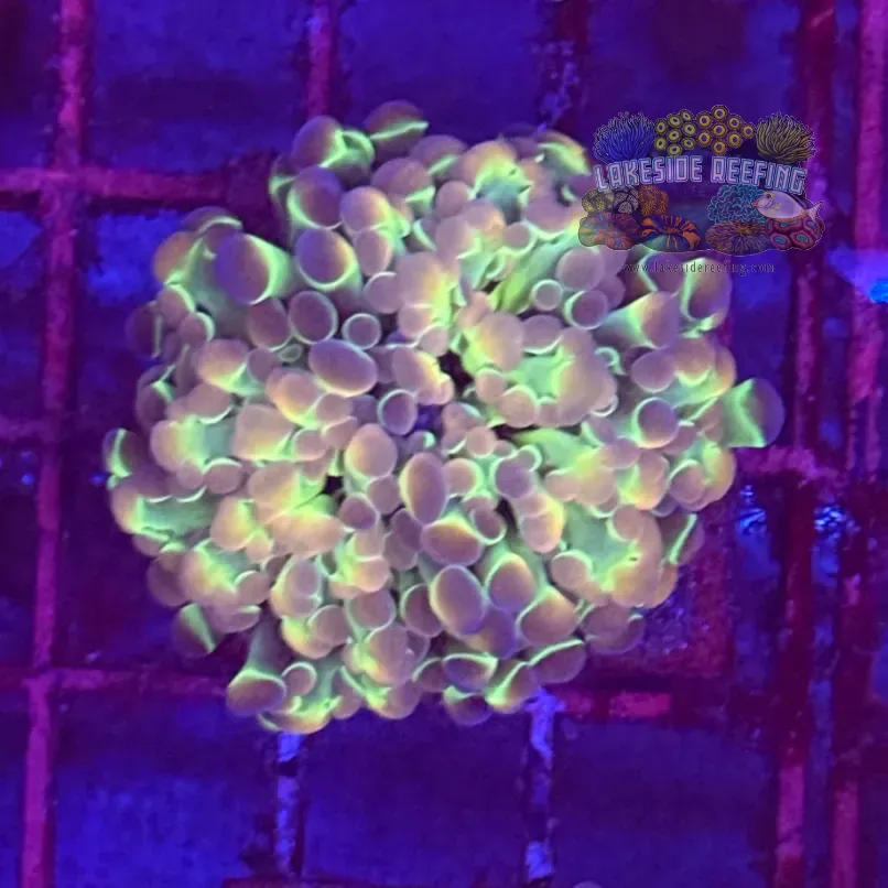 Ultra Hologram Hammer Coral R2E8