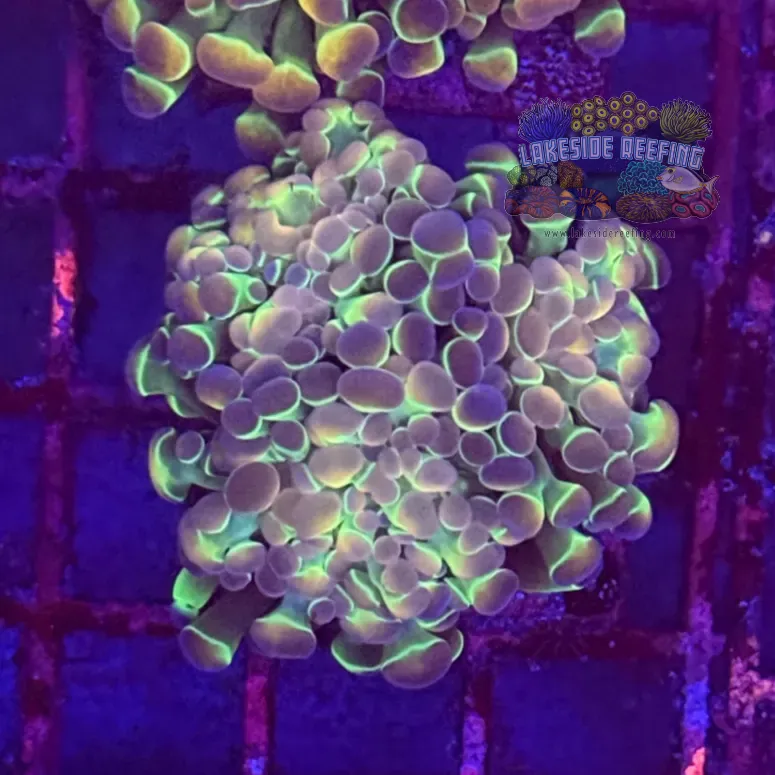Ultra Hologram Hammer Coral R2E10