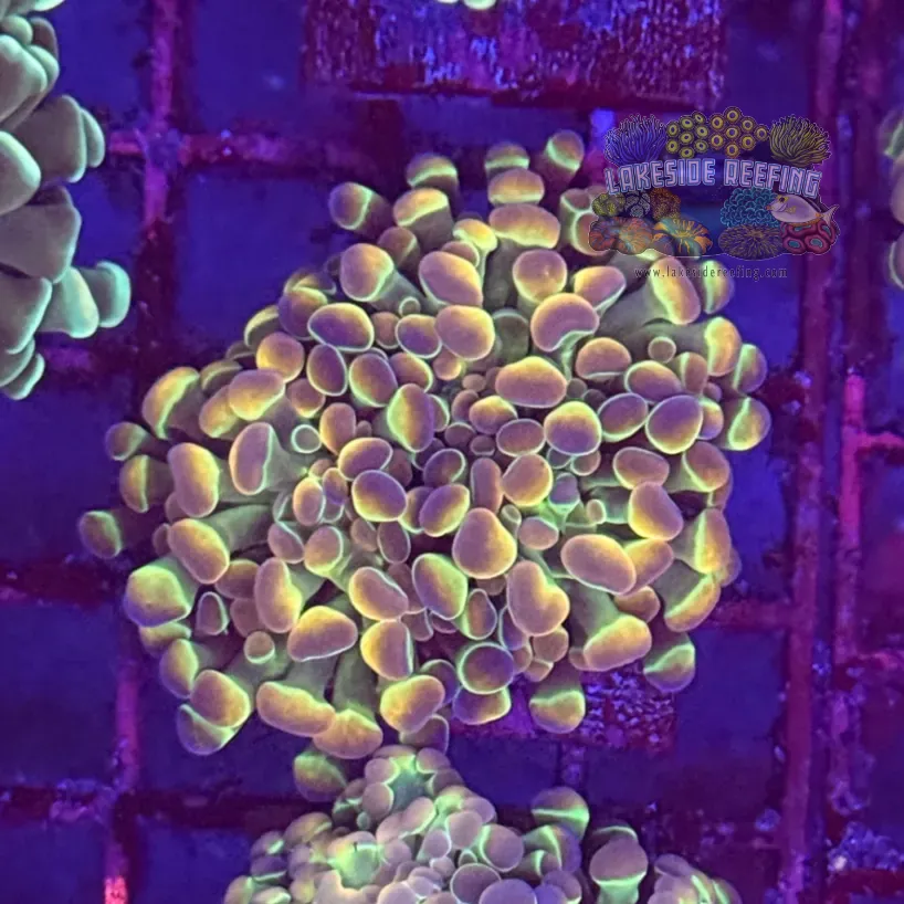 Ultra Hologram Hammer Coral R2E11