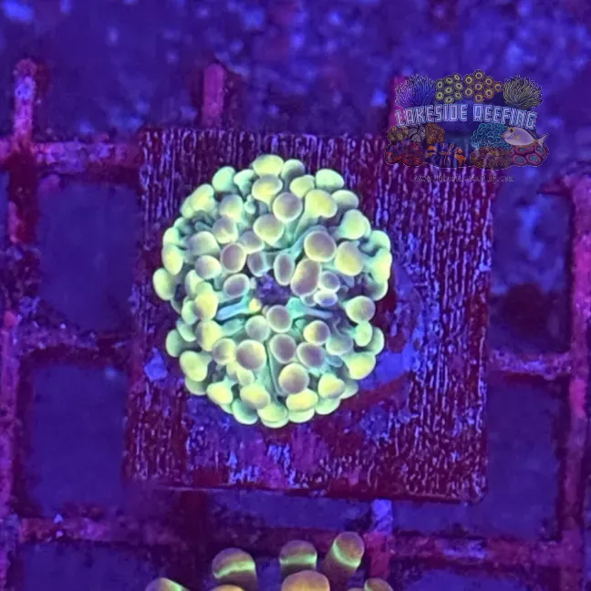 Ultra Hologram Hammer Coral R2E12