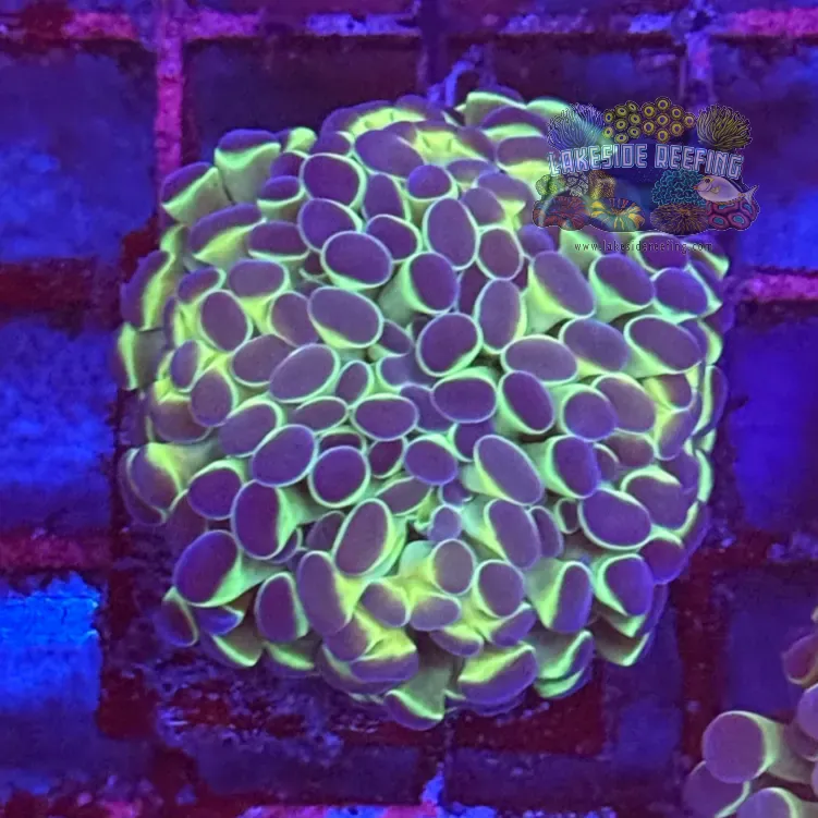 Ultra Hologram Hammer Coral R3A3