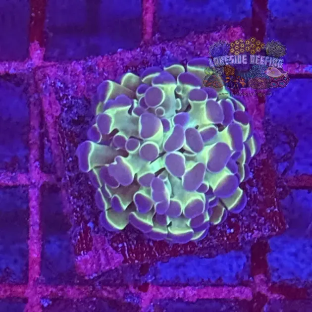Ultra Hologram Hammer Coral R3A5