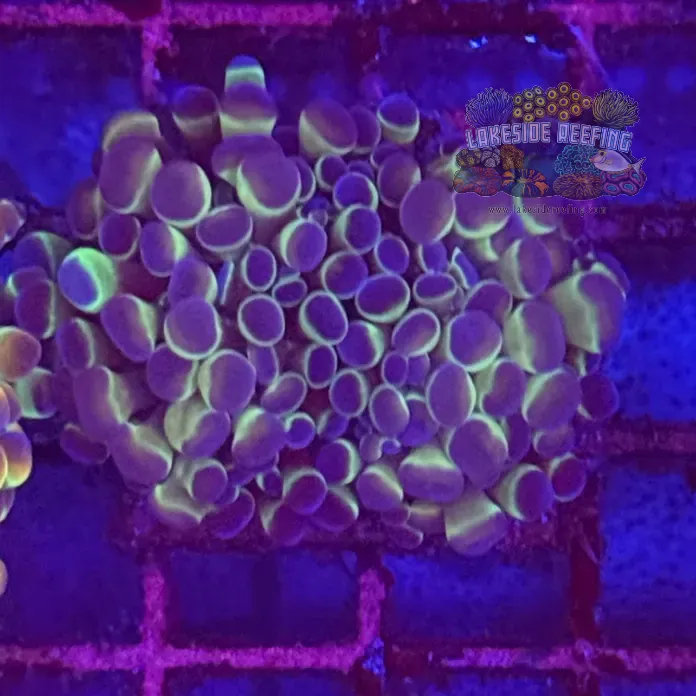 Ultra Hologram Hammer Coral R3A6