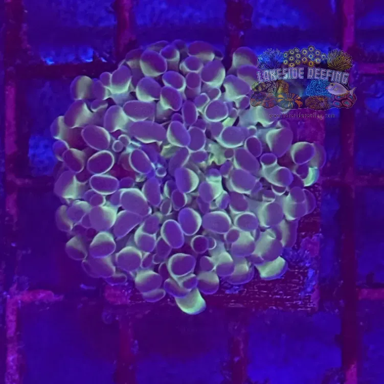 Ultra Hologram Hammer Coral R3A7