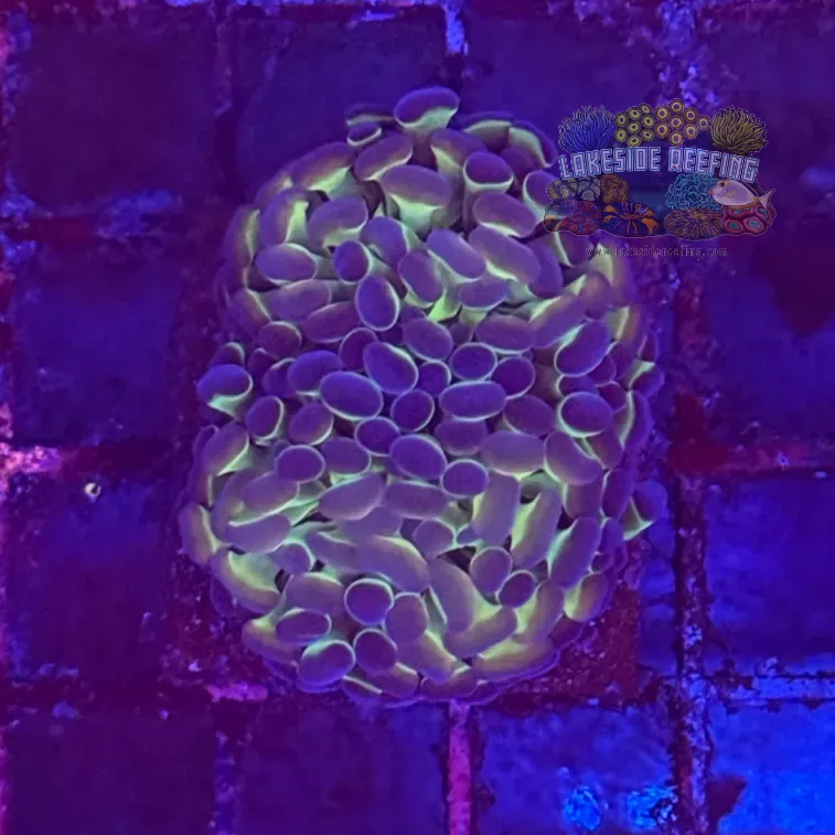 Ultra Hologram Hammer Coral R3A9