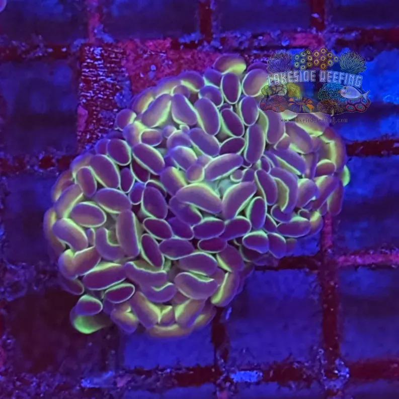 Ultra Hologram Hammer Coral R3B2