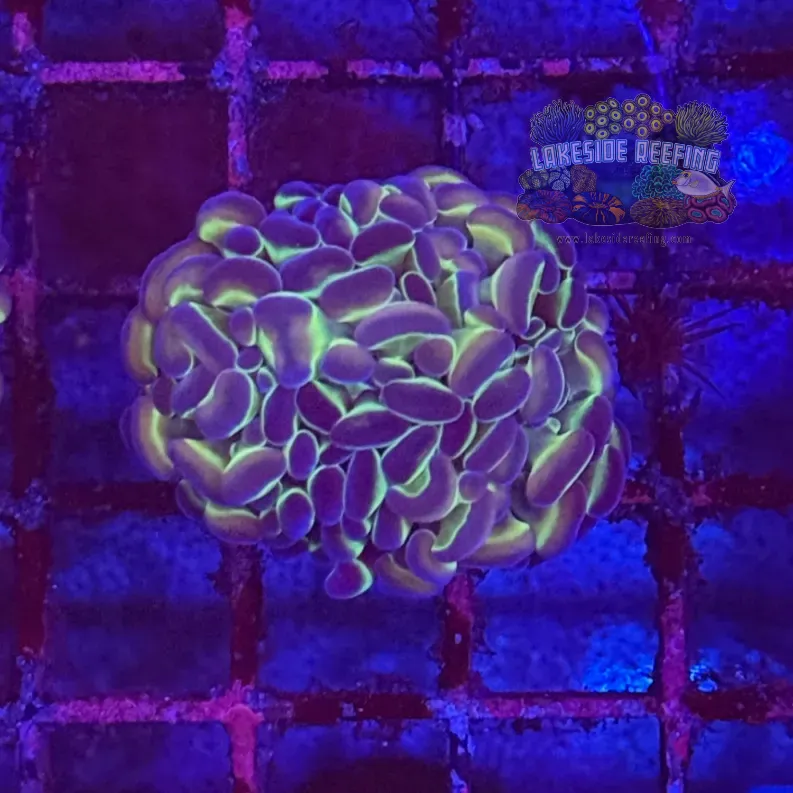 Ultra Hologram Hammer Coral R3B4