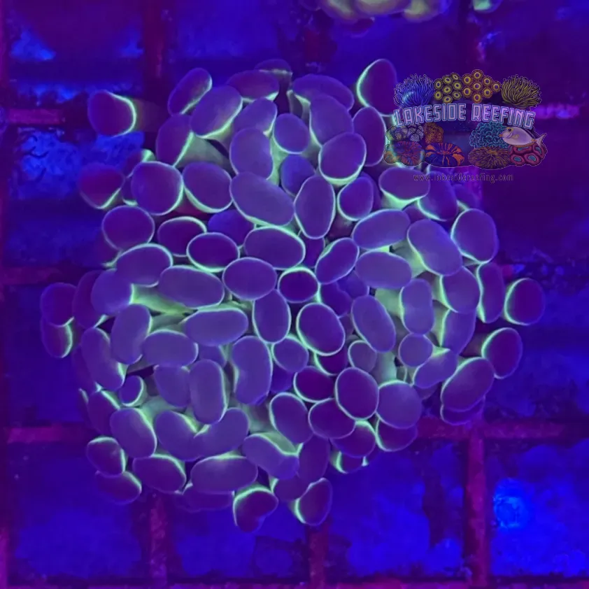 Ultra Hologram Hammer Coral R3B7