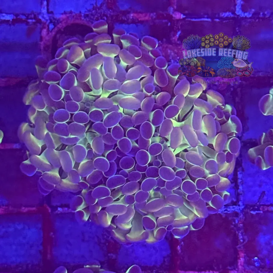 Ultra Hologram Hammer Coral R3B8