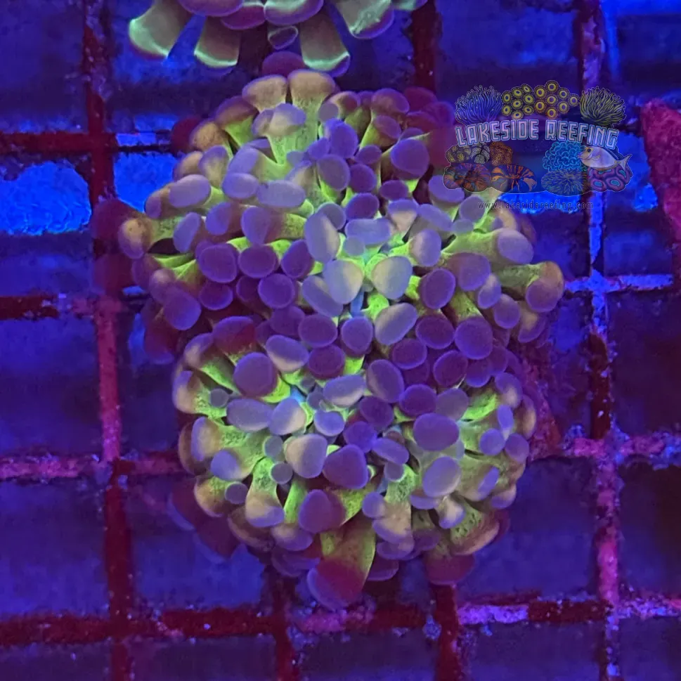 Ultra Hologram Hammer Coral R3C2