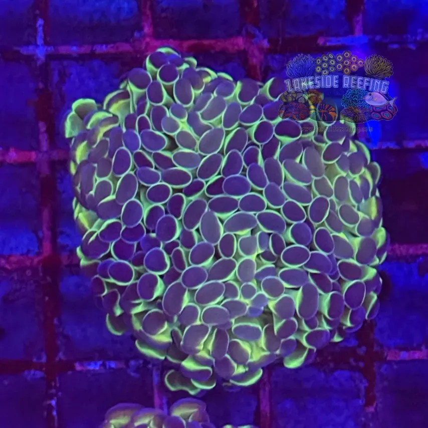 Ultra Hologram Hammer Coral R3C5
