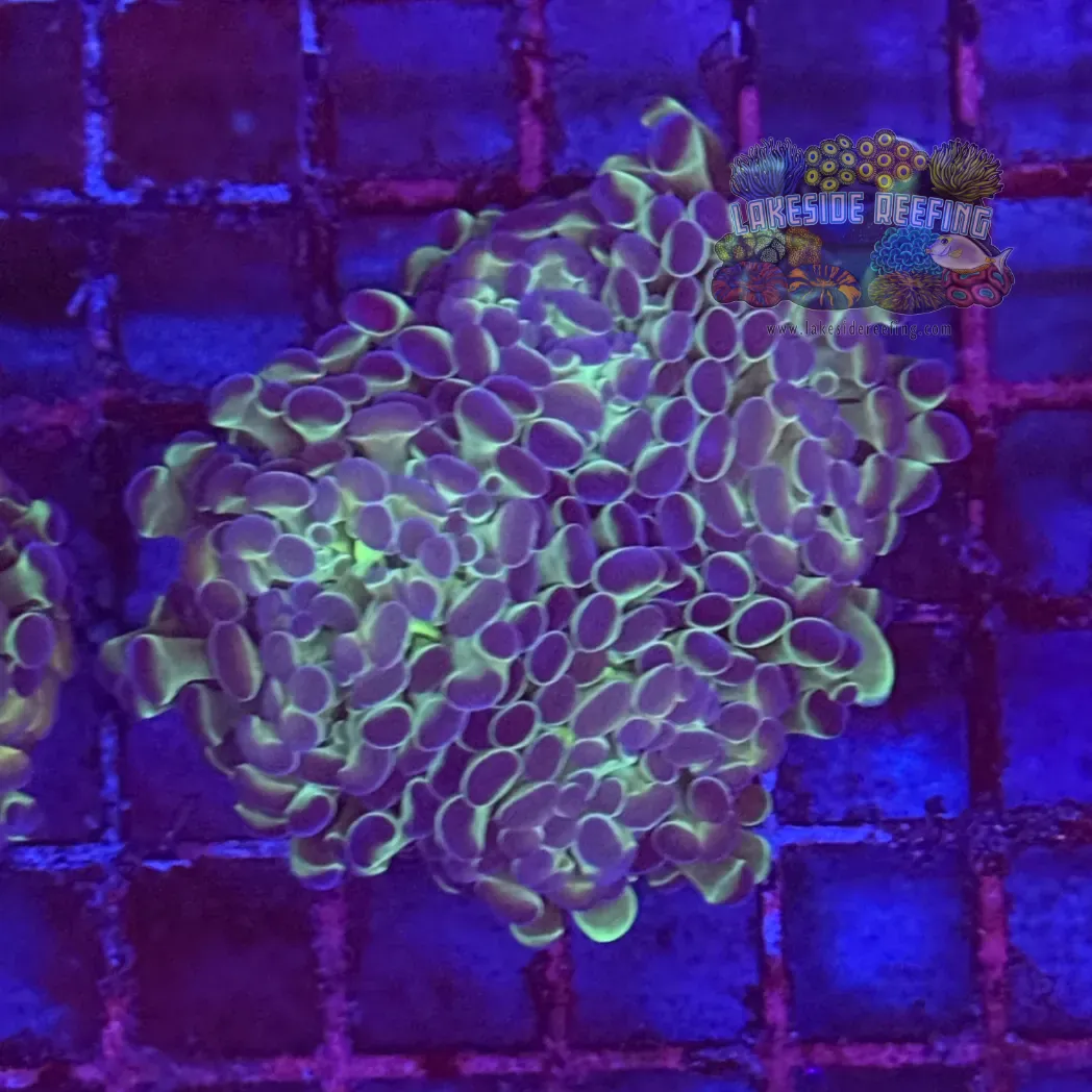Ultra Hologram Hammer Coral R3C8