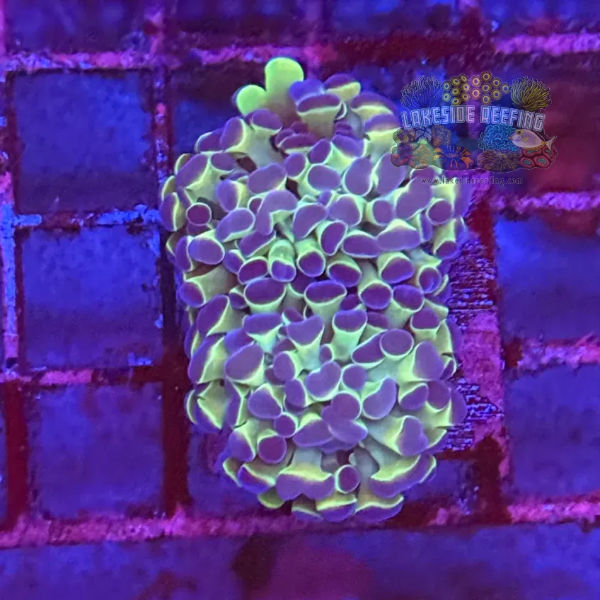 Ultra Hologram Hammer Coral R3D1