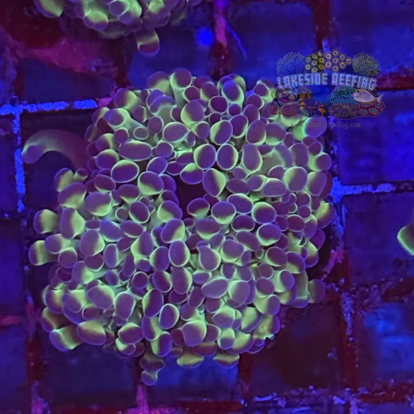 Ultra Hologram Hammer Coral R3D3