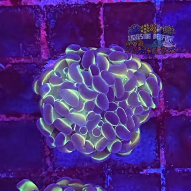Ultra Hologram Hammer Coral R3D5