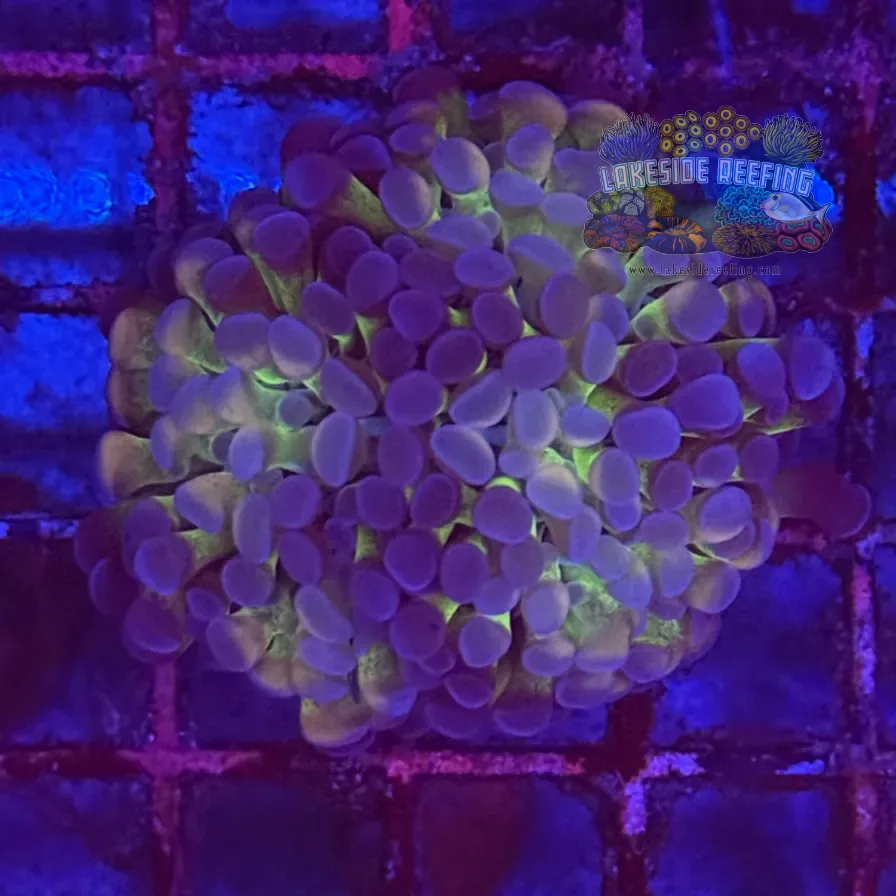 Ultra Hologram Hammer Coral R3D7