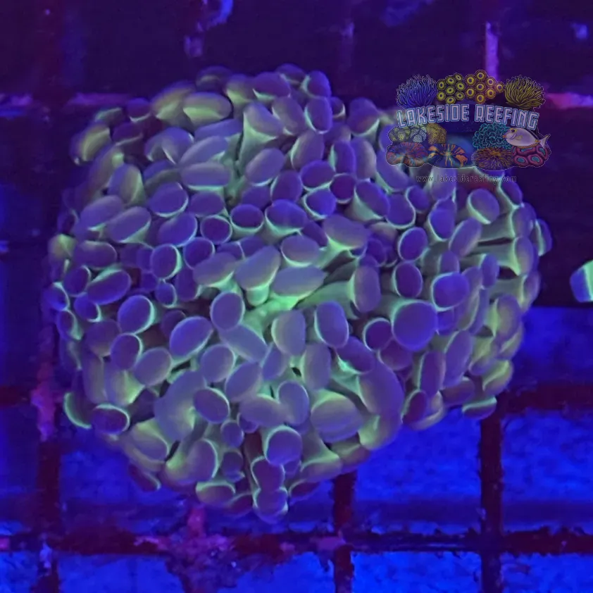 Ultra Hologram Hammer Coral R3D9