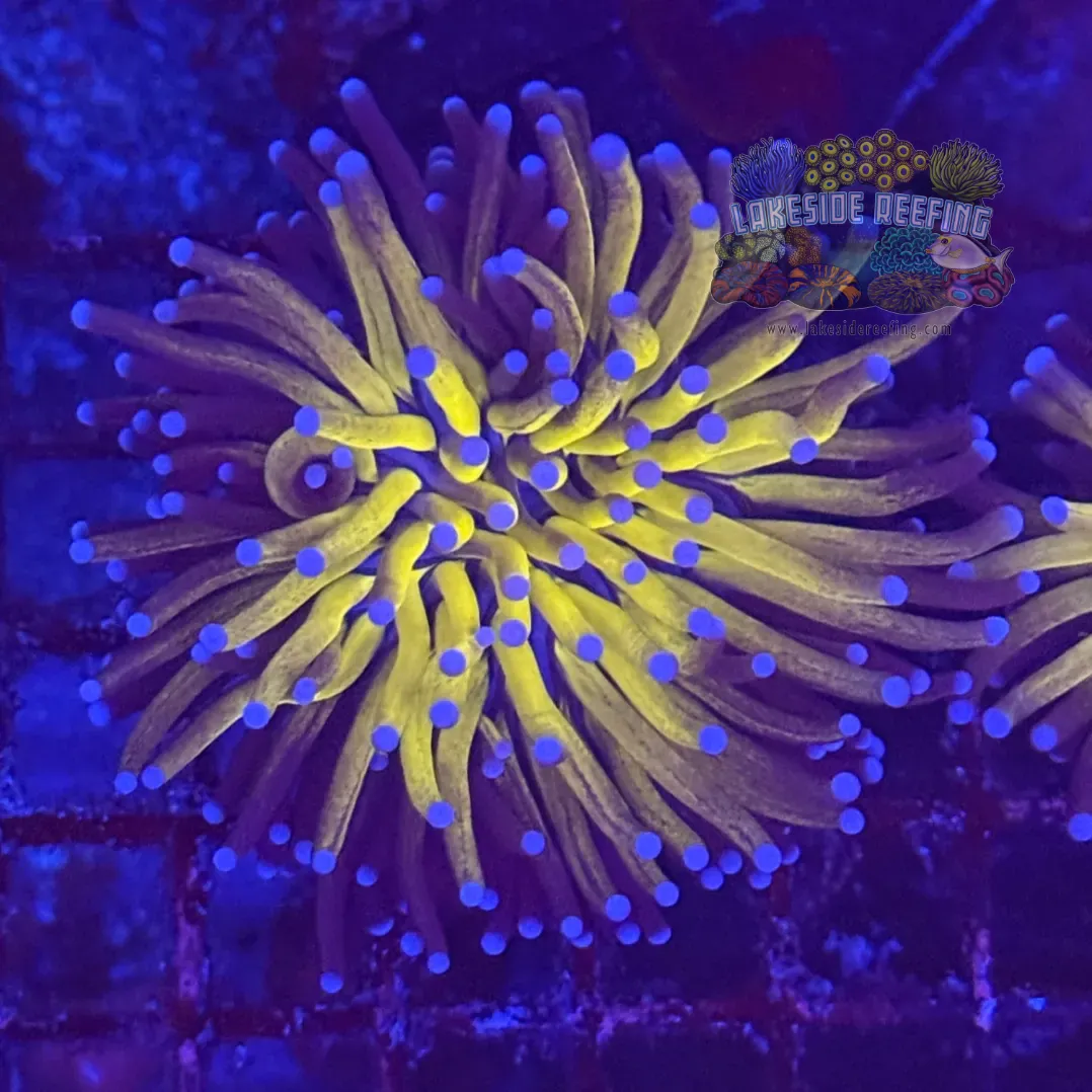 Ultra Gold Tiger Torch Coral R3D10