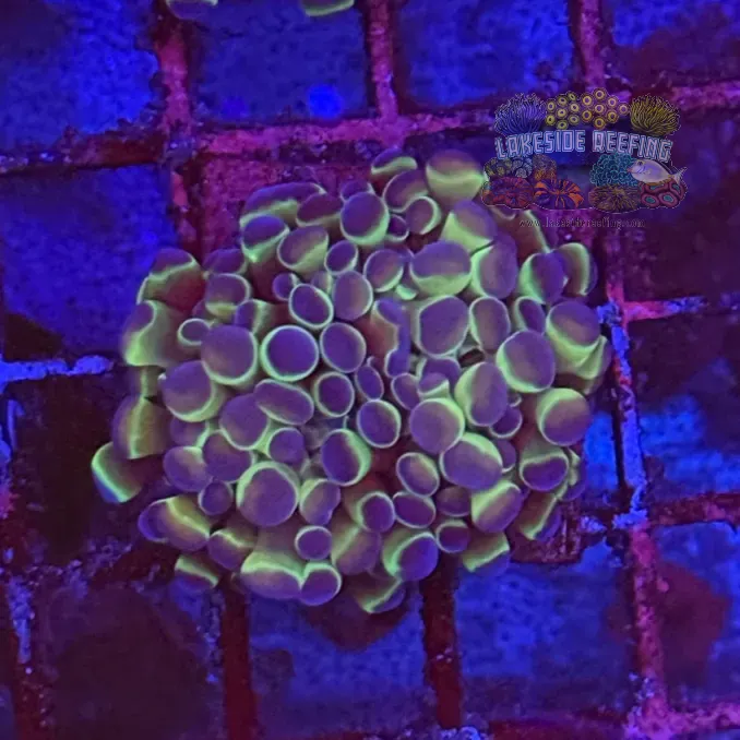 Ultra Hologram Hammer Coral R3E3