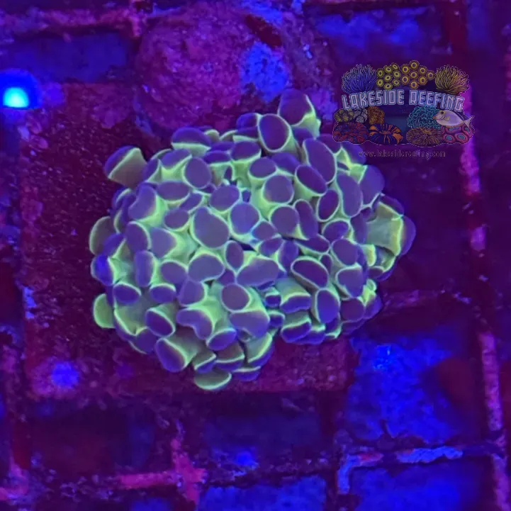 Ultra Hologram Hammer Coral R3E5