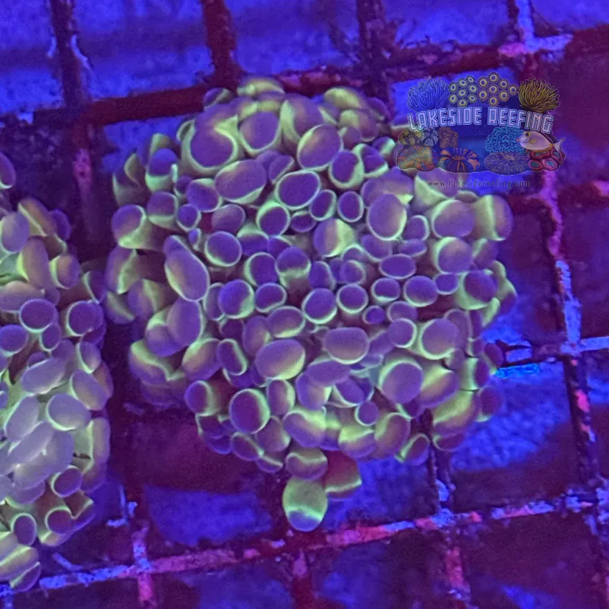 Ultra Hologram Hammer Coral R3E8