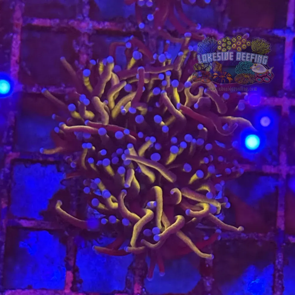 Ultra Gold Torch Coral R4A4