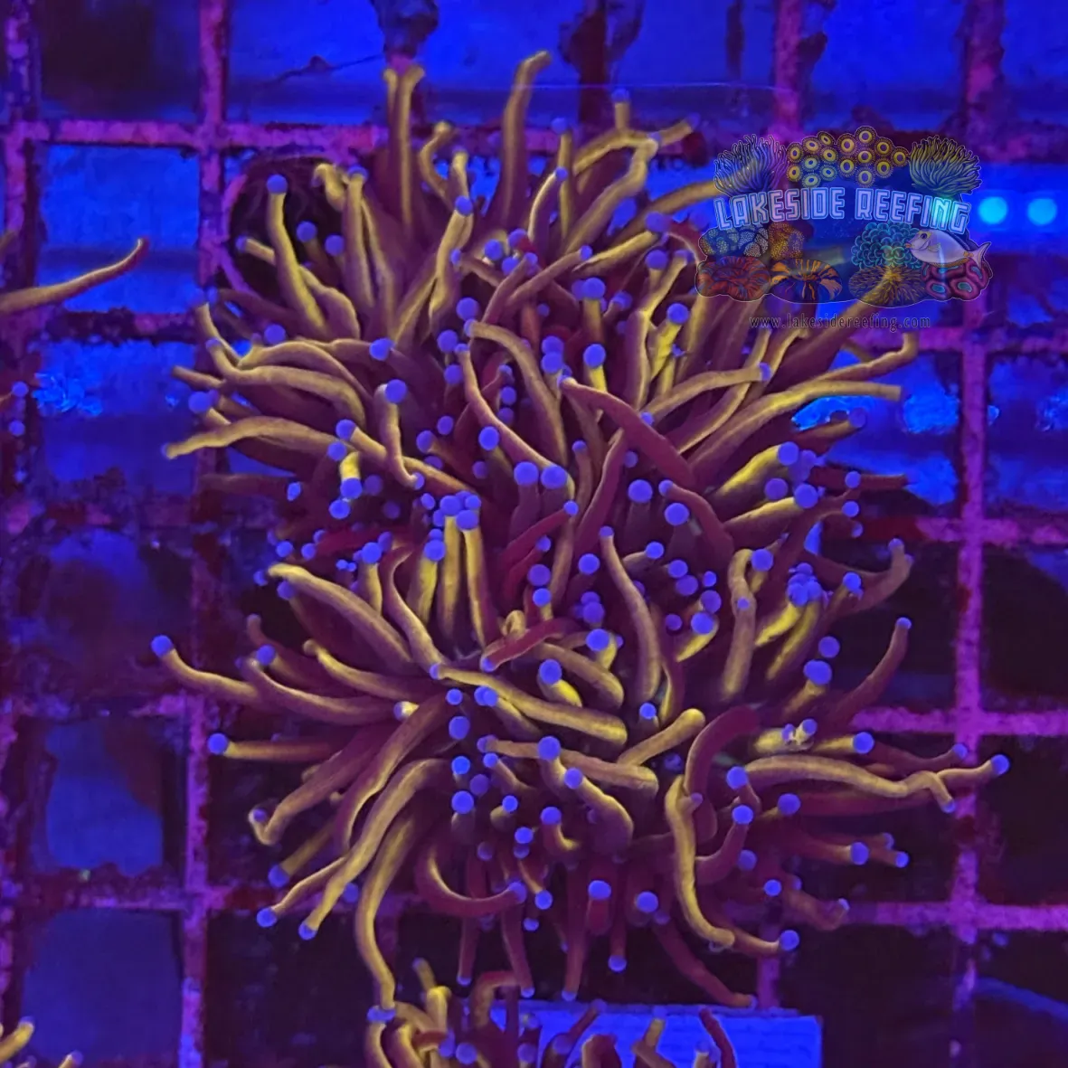 Ultra Gold Torch Coral R4B2